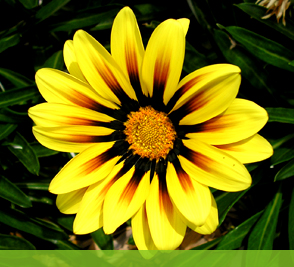 Beautiful Flowers