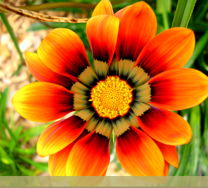 Beautiful Flowers