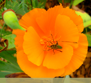 Beautiful Flowers