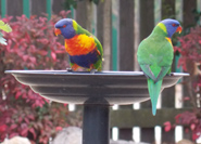 Granite Belt Maze Gardens